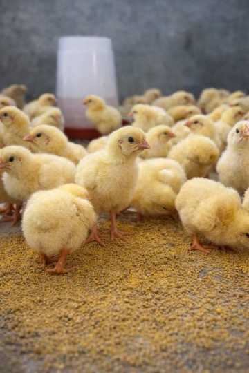 Day-old chicks at Chigo farm