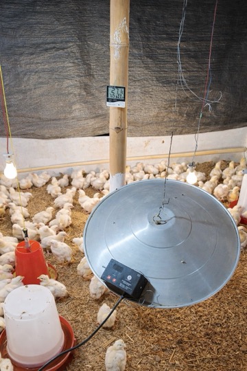 Temperature-controlled brooding at Chigo farm