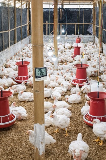 Fully grown birds in Chigo farm