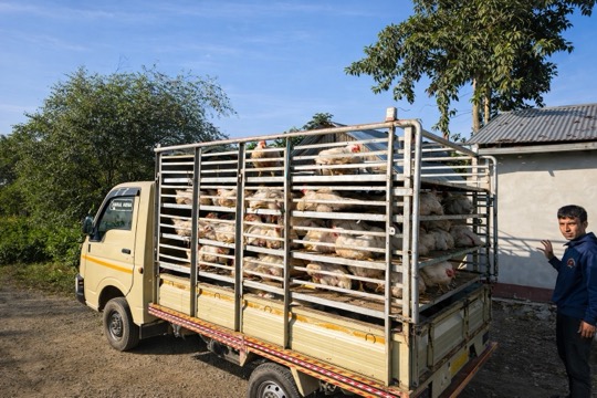 Same-day transport to Chigo store